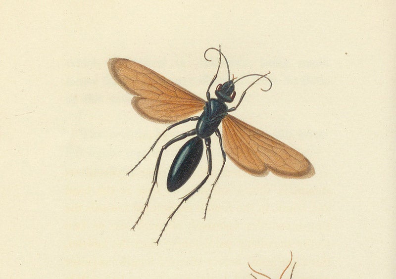 Pompilus formosus, a spider wasp, detail of third image, hand-colored engraving by Cornelis Tiebout after a drawing by Titian R. Peale, in Thomas Say, American Entomology, vol. 3, 1824-28 (Linda Hall Library)