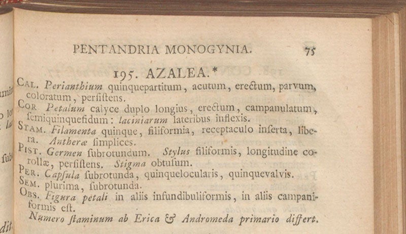 The genus Azalea, detail of p. 75, De Genera plantarum, by Carl Linnaeus, 5th ed., revised by the author, 1754 (Linda Hall Library)