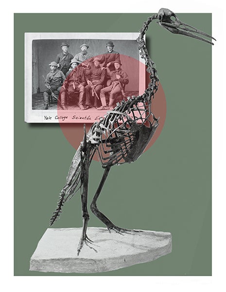 Hesperornis skeleton, standing, at the Peabody Museum of Natural History, with an 1872 photograph in the background of O.C. Marsh and his students/assistants on their expedition to the Midwest (yalealumnimagazine.org)