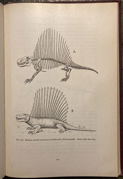 Skeleton and life restoration of Dimetrodon, drawing by Samuel Wendell Williston, in his The Osteology of the Reptiles, ed. by William King Gregory, 1925 (Linda Hall Library)