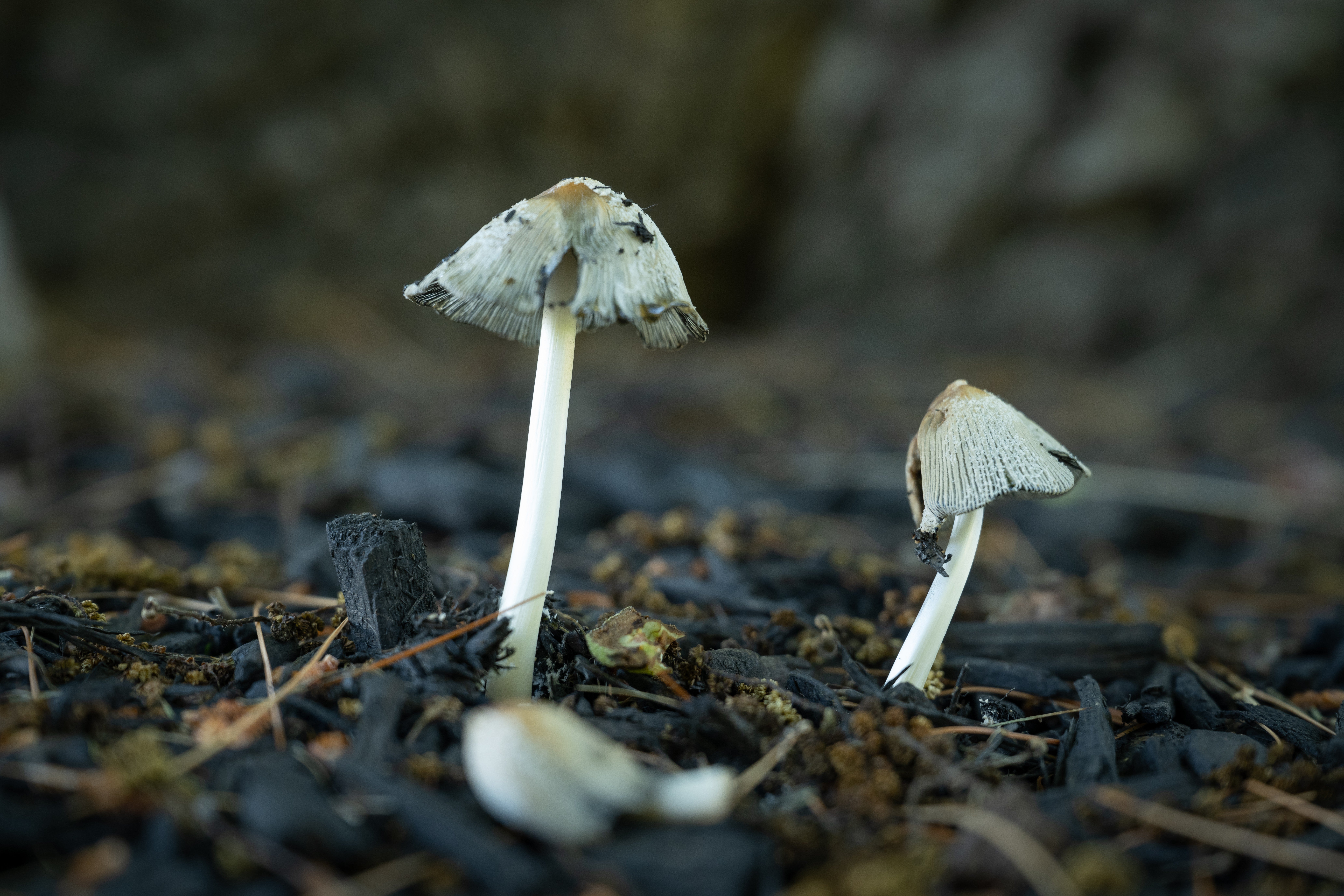 Arboretum BioBlitz hero image: Mushrooms