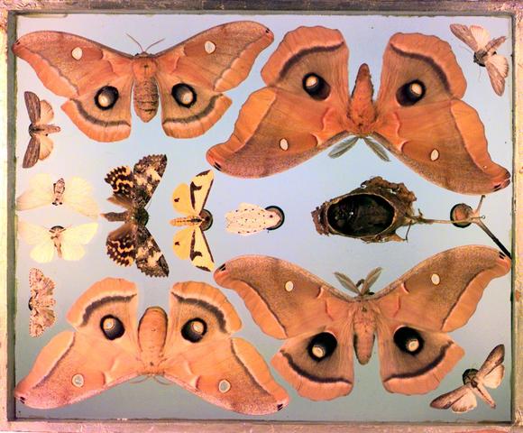 Polyphemus moths collected by Titian Peale (Academy of Natural Sciences of Drexel University, Philadelphia)