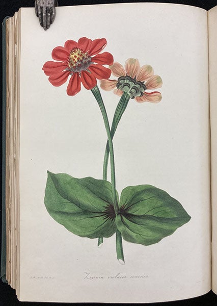Zinnia violacea, hand-colored engraving, Paxton’s Magazine of Botany, vol. 1, 1834 (Linda Hall Library)
