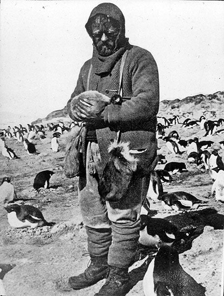 Photograph of James Murray in Antarctica as part of the Nimrod expedition, 1907-09 (coolantarctica.com)