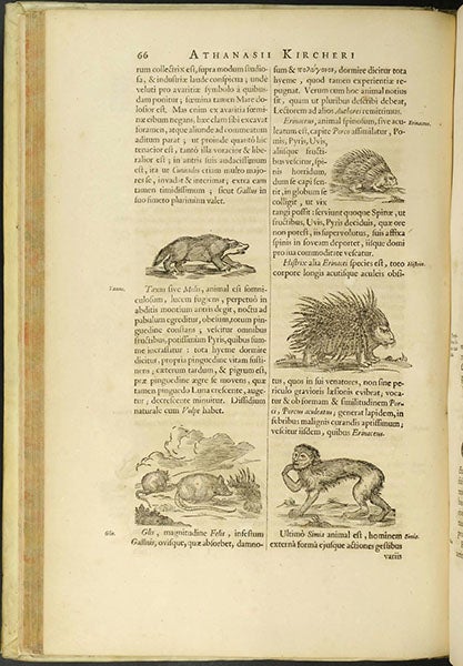 A discussion with woodcuts of five of the pairs of animals invited onto the Ark, including the hedgehog at top right, in Arca Noë, by Athanasius Kircher, p. 66, 1675, copy 2 (Linda Hall Library)