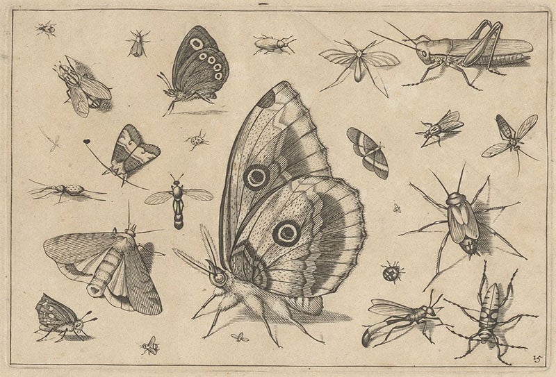 Butterfly and other insects, engraving in Diversae insectarum volatilium icones ad vivum accuratissime depictae, by Jacob Hoefnagel, plate 15, 1630 (Linda Hall Library)