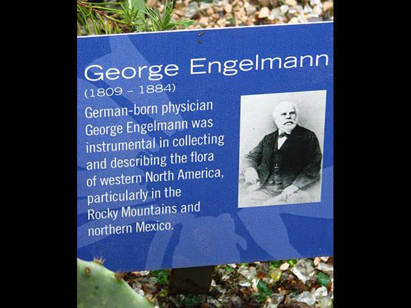 George Engelmann George Engelmann - The Linda Hall