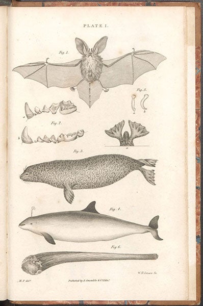A bat, a seal, a porpoise, and the milk tusk of a common narwhal, engraving by William Lizars after drawings by Melville C. Fleming, in The Philosophy of Zoology, by John Fleming, plate 1, 1822 (Linda Hall Library)