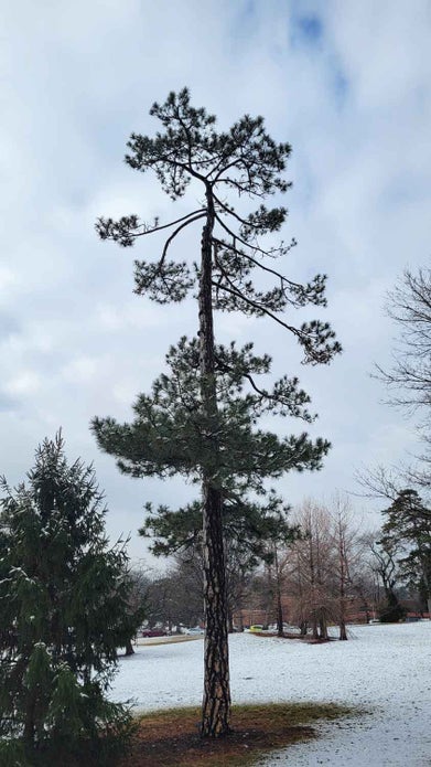 Austrian Pine winter