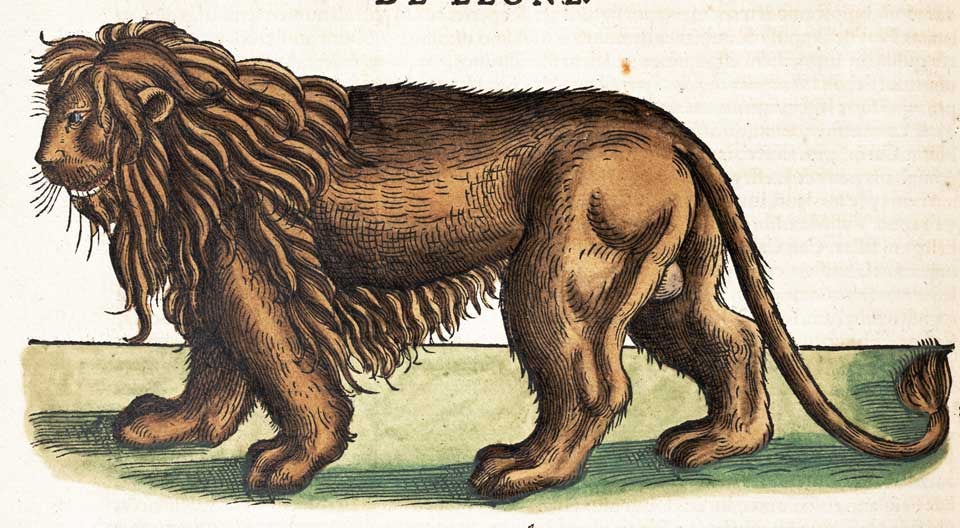 Lion. Image source: Gessner, Conrad. Historiæ animalium lib. I. Zurich: apud Christ. Froschoverum, 1551, p. 642.
