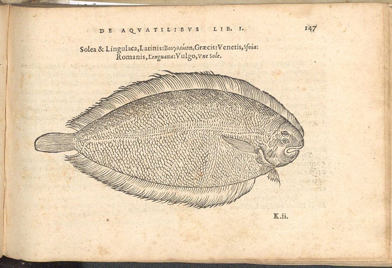 Sole, woodcut in De aquatilibus, by Pierre Belon, 1553 (Linda Hall Library)