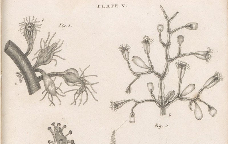 Detail of plate showing zoophytes, engraving by William Lizars after drawings by Melville C. Fleming, in The Philosophy of Zoology, by John Fleming, plate 5, 1822 (Linda Hall Library)