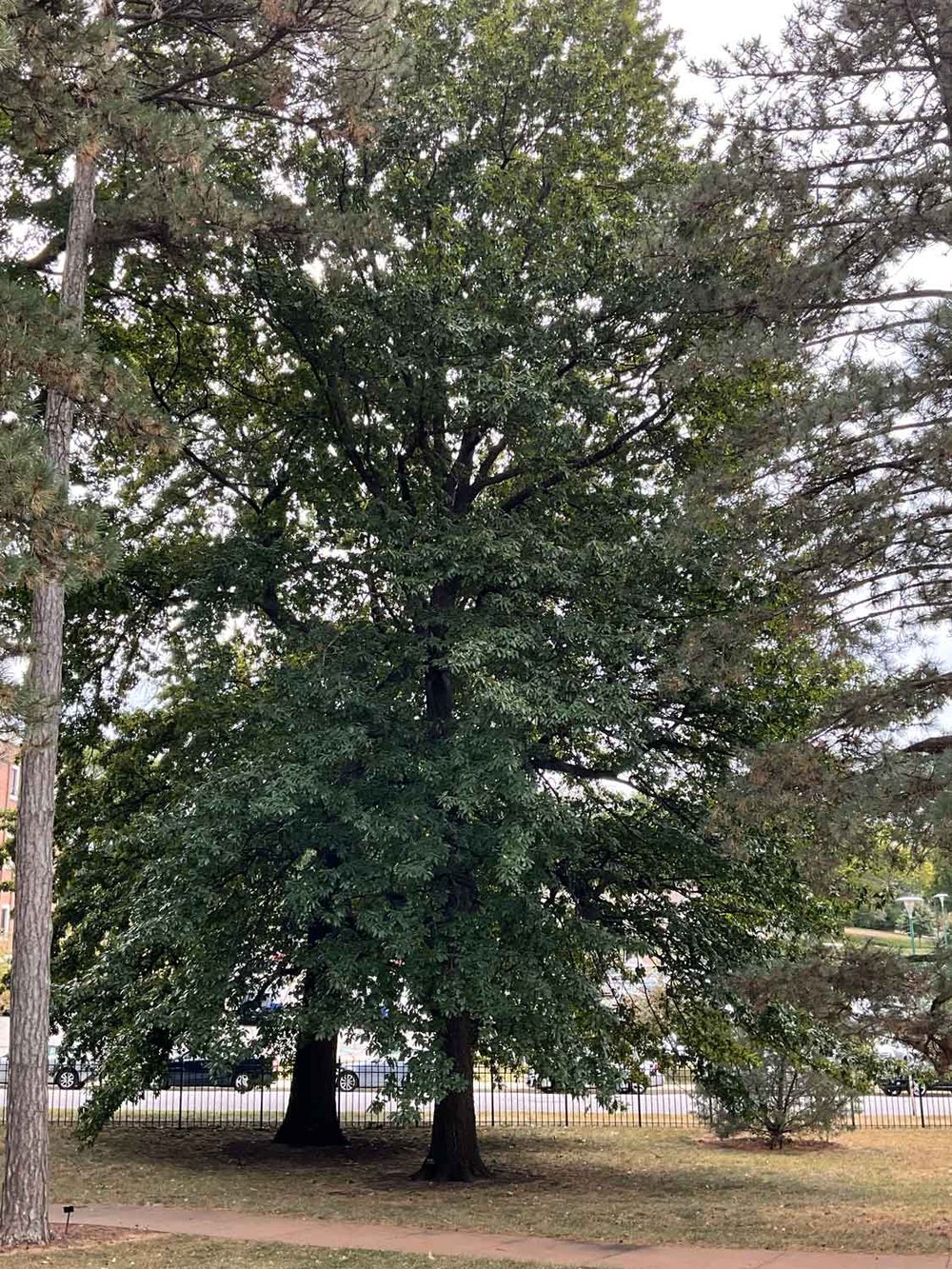Shingle Oak 34-7-2 - Linda Hall Library