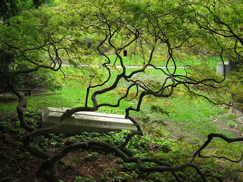 Gravestone of Asa Gray, Mount Auburn Cemetery (Wikimedia commons)