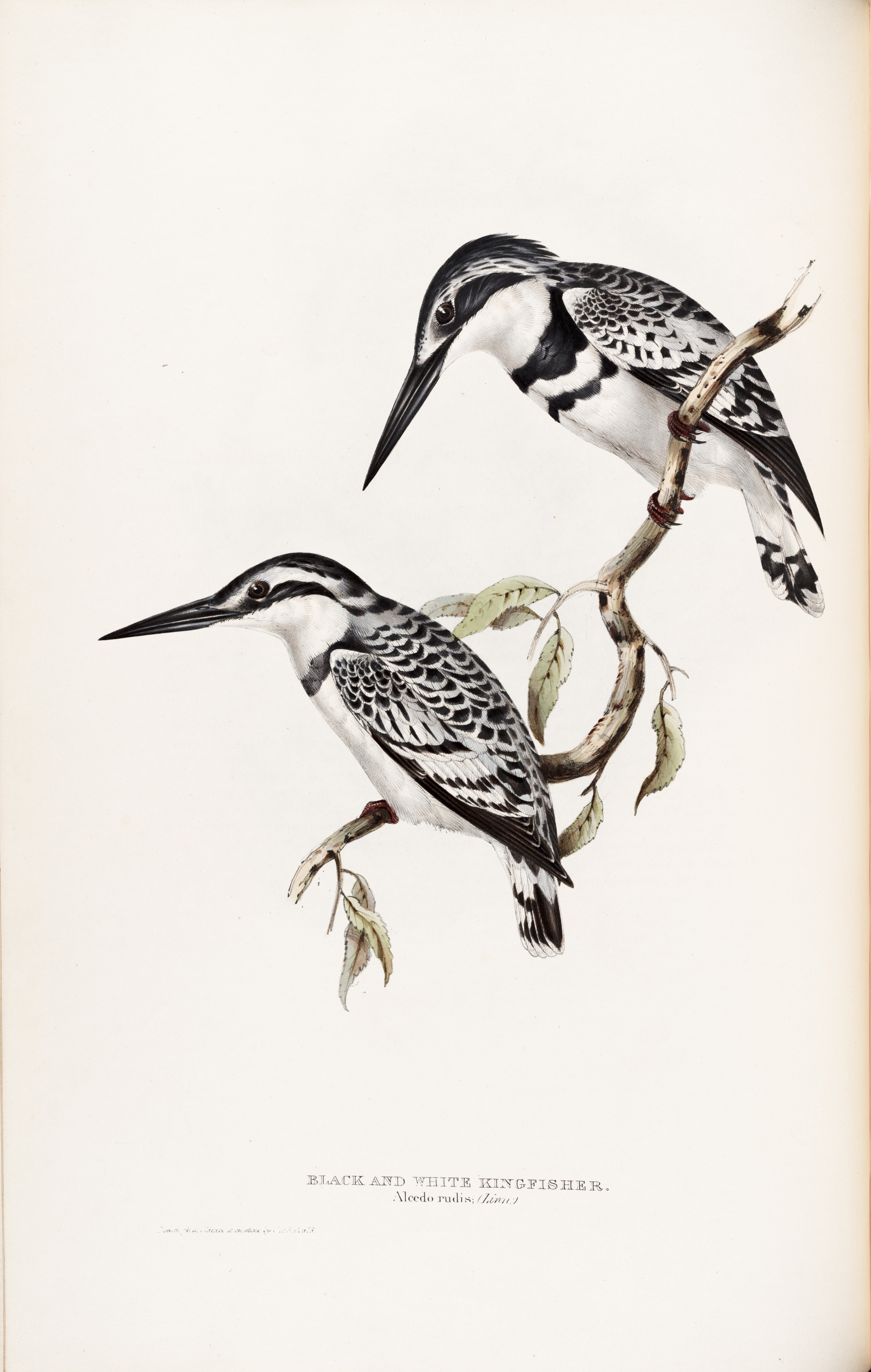 Black and White Kingfishers, Alcedo rudis. Lear contributed to the production of these volumes as co-illustrator. Image source: Gould, John, and Elizabeth Gould. The Birds of Europe. Vol. 2, London: Printed by Richard and John E. Taylor, Published by the author, 1837, pl. 62. 

