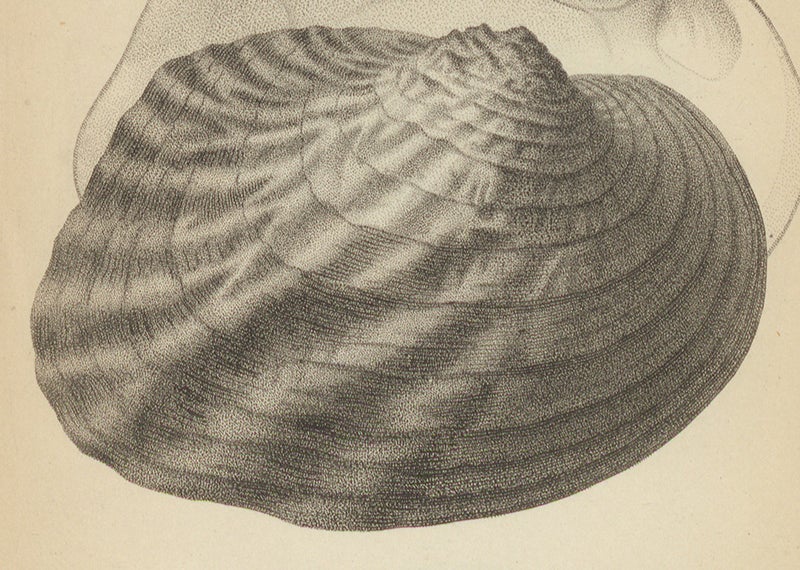 <i>Alasmodonta confragosa</i>, drawn by Lucy Sistare Say, detail of engraved plate in Thomas Say, <i>Conchology</i>, 1858 (Linda Hall Library)