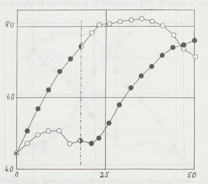 Graph comparing rats fed on an artificial diet (white dots) and rats fed a milk supplement (black dots), with the diets reversed after 18 days, from F. Gowland Hopkins, “Accessory Food Factors,” <i>Journal of Physiology</i>, 1912 (1964) (Linda Hall Library)