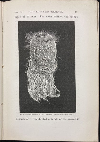 Holtenia carpenteri, another deep-sea sponge, named after Carpenter by Wyville Thomson, wood engraving, in The Depths of the Sea, by Charles Wyville Thomson,  p. 71, 1873 (Linda Hall Library)
