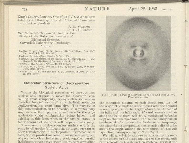 Detail of the first page of: "Molecular structure of deoxypentose nucleic acids,” by Maurice Wilkins et al, Nature, vol. 171, Apr. 23, 1953 (Linda Hall Library).