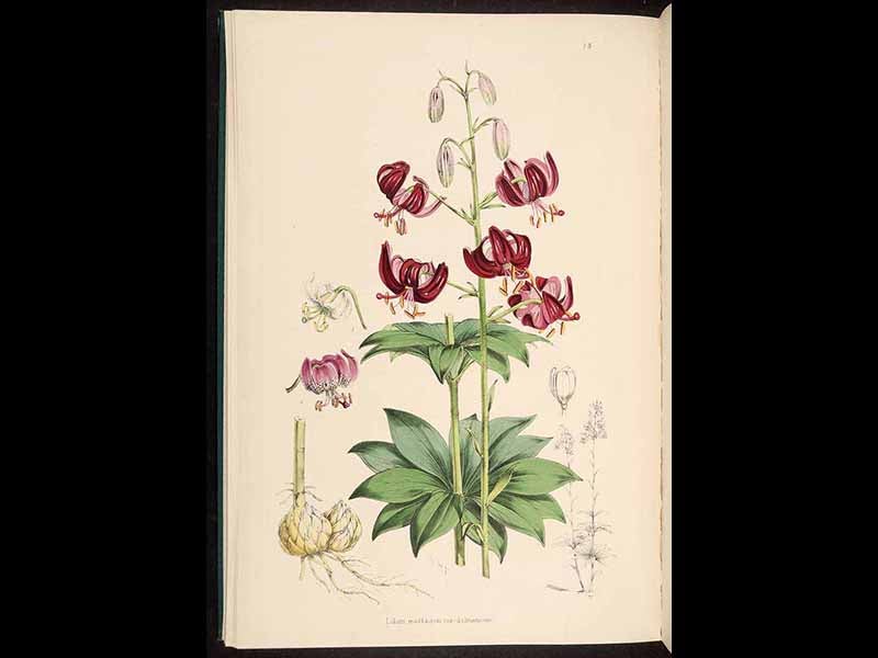 Henry John Elwes Linda Hall Library