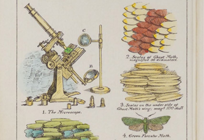 Microscope (made by Andew Ross), with wings of moths, hand-colored lithograph, frontispiece to Sketches with the Microscope: In a Letter to a Friend, by Mary Ward, plate 3, 1857 (The Linda Hall)