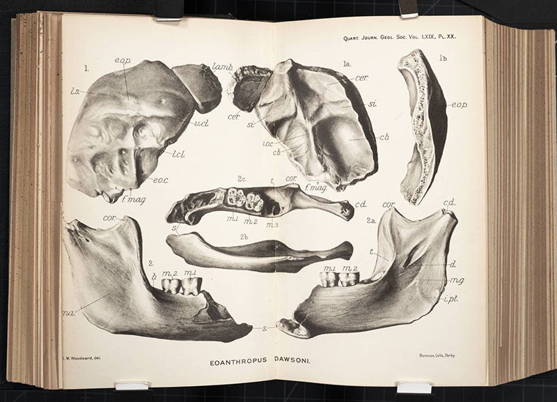 The fragments from Piltdown, engraved plate, paper by Dawson and Woodward, <i>Quarterly Journal of the Geological Society of London</i>, 1913 (Linda Hall Library)