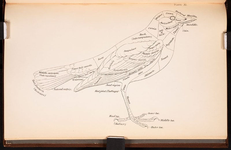One of 7 outlines of birds or bird parts as a coloring guide,  A Nomenclature of Colors for Naturalists, by Robert Ridgway, plate 11, 1886 (Linda Hall Library