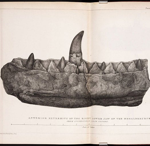 Folding plate of Megalosaurus jaw, lithograph from drawing by Mary Morland, accompanying William Buckland’s paper in Transactions of the Geological Society of London, ser. 2, vol. 1, plate XL at end, 1824 (Linda Hall Library)