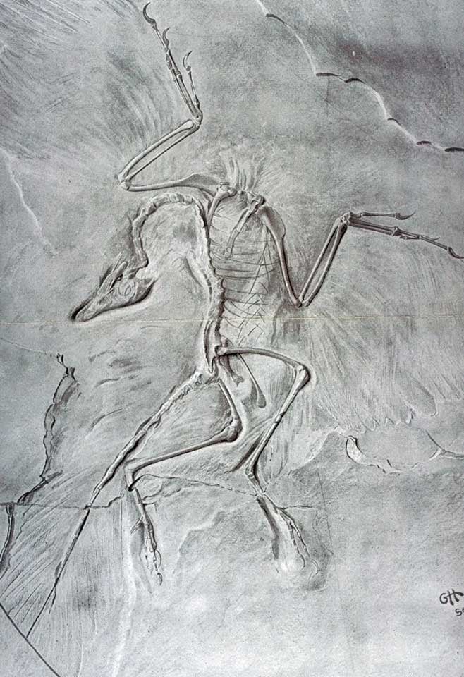 Drawing of Archaeopteryx restoration made by Heilmann. This work was on display in the original exhibition as item 44. Image source: Heilmann, Gerhard. The Origin of Birds. New York, D. Appleton & Company, 1927, fig. 2.