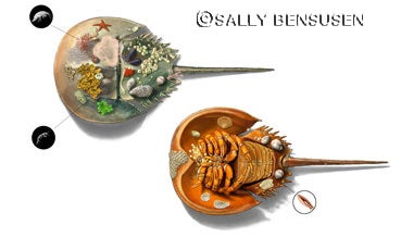 Digital art showing the communities of animals that live on a horseshoe crab. Image source: Grant, Dave. “Hitchin’ a Ride,” Naturalist at Large, Natural History, vol. 111, no. 5, Jun. 2002, p. 66.

