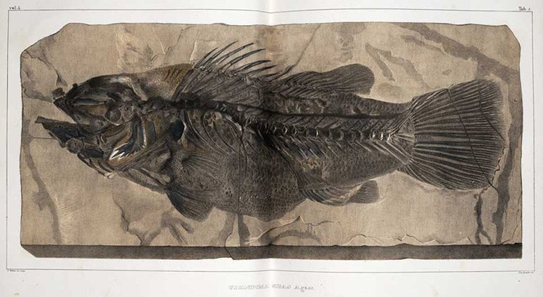 Cyclopoma, a fossil fish, hand-colored lithograph, Recherches sur les poissons fossils: Atlas, by Louis Agassiz, plate 2, vol. 2, 1833-43 (Linda Hall Library)
