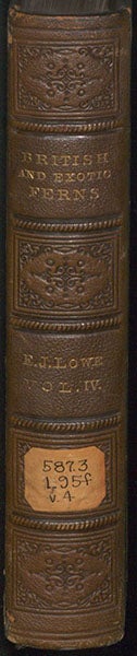 Spine of vol. 4, Ferns: British and Exotic, by Edward Joseph Lowe, 1858-64 (Linda Hall Library)