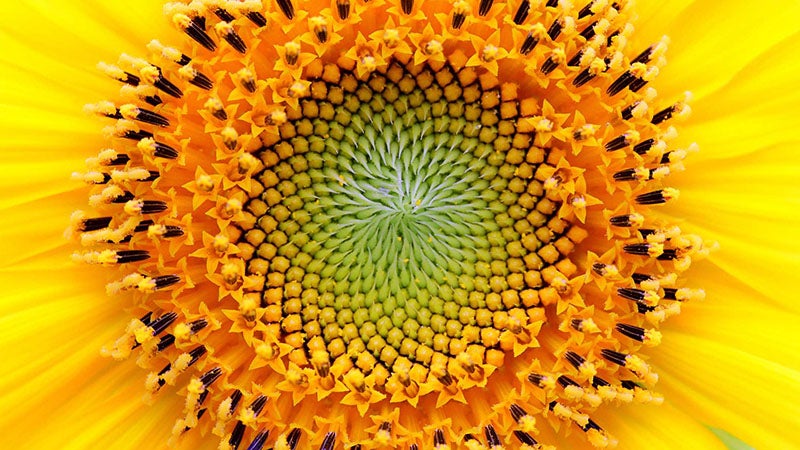 Sunflower head, with developing seeds arranged in Fibonacci spirals, modern photograph (mentalfloss.com)