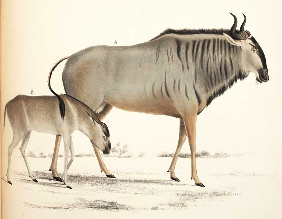 Blue Wildebeest. Image source: Smith, Andrew. Illustrations of the Zoology of South Africa. Mammalia, vol. 1: plates, London: Smith, Elder and co., 1838, pl. 38. 