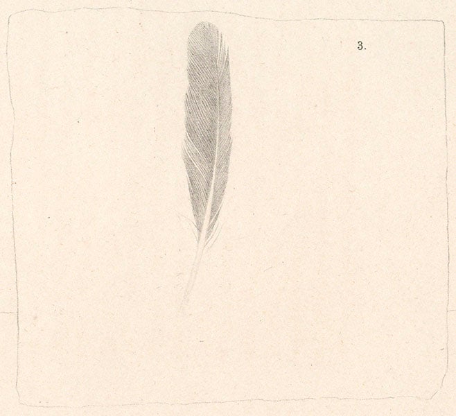 Detail of the feather of <i>Archaeopteryx lithographica</i>, discovered by Hermann von Meyer and published in 1861, detail of seventh image (Linda Hall Library)
