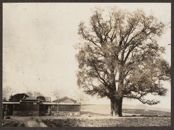 Ginkgo tree in China, photographed by Frank Meyer (Arnold Arboretum)