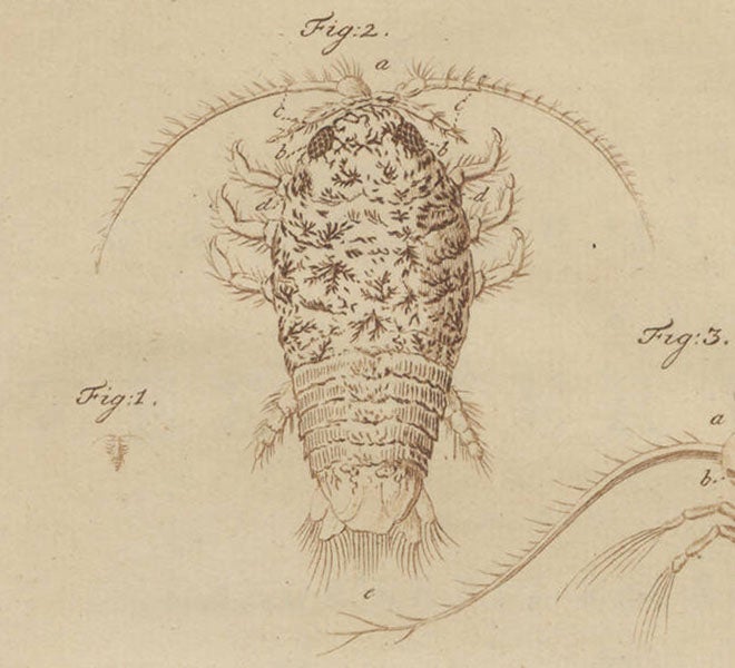 A speckled sea louse, <i>Slabberia agata</i> or <i>Eurydice pulchra</i>, detail of plate 17 (<i>second image</i>) of Martinus Slabber, <i>Natuurkundige verlustigingen</i>, 1778 (Linda Hall Library)