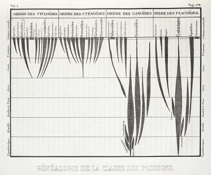 Spindle diagram, the history of fish on earth, text woodcut, Recherches sur les poissons fossils, by Louis Agassiz, p. 170, text vol. 1-2, 1833-43 (Linda Hall Library)