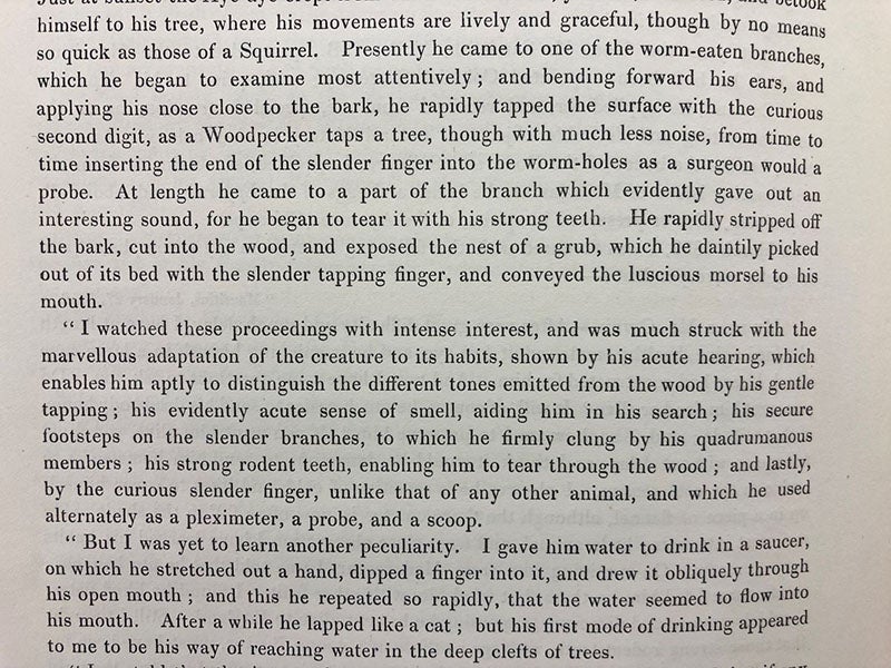 Second page of Humphry Sandwith’s letter to Richard Owen on the habits of the aye-aye, quoted in “On the Aye-aye …,” by Richard Owen, Transactions of the Zoological Society of London, vol. 5, 1866 (Linda Hall Library)