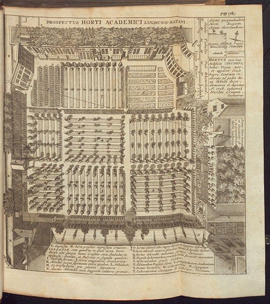 The Leiden botanical garden, engraving in Index alter plantarum quae in Horto Academico Lugduno-Batavo aluntur, by Herman Boerhaave, 1727 (Linda Hall Library)