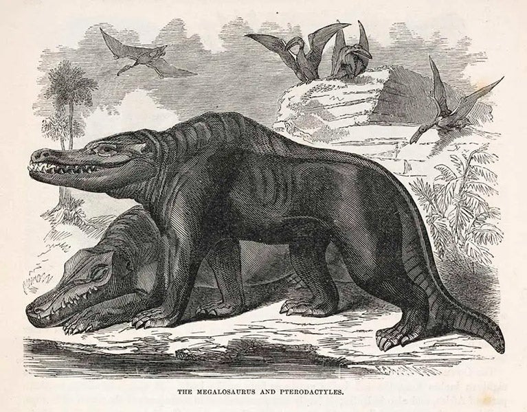 Megalosaurus, wood engraving in Illustrated Natural History of the Animal Kingdom, by Samuel Goodrich, vol. 2, p. 384, 1859 (Linda Hall Library)