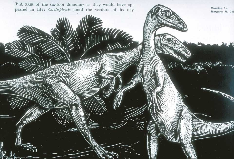 Pair of Coelophysis as they would have appeared in life. This work was on display in the original exhibition as item 45. Image source: Colbert, Edwin H. "Little dinosaurs of ghost ranch," in: Natural History, vol. 56 (1947), p. 392.