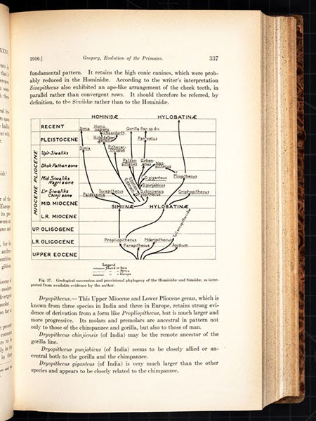 Page with a primate evolutionary tree, constructed by William King Gregory, from his article in the Bulletin of the American Museum of Natural History, vol. 35, 1916 (Linda Hall Library)