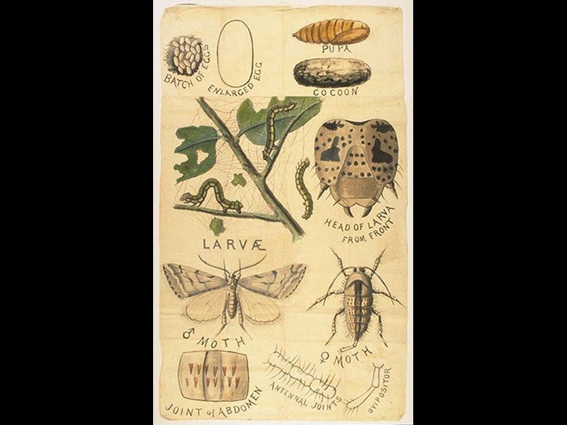 Kansas State University