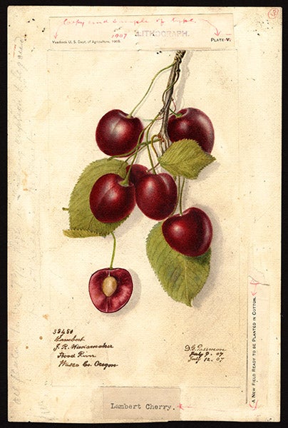Lambert cherries from Hood River, Oregon, watercolor by Deborah Passmore, 1907, Pomological Watercolor Collection, U.S. Department of Agriculture, National Agricultural Library (Wikimedia commons)