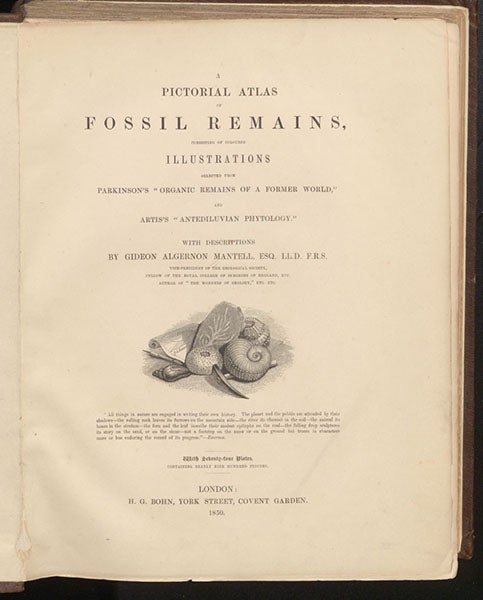 Title page, A Pictorial Atlas of Fossil Remains, by Gideon Mantell, plate 31, 1850 (Linda Hall Library)