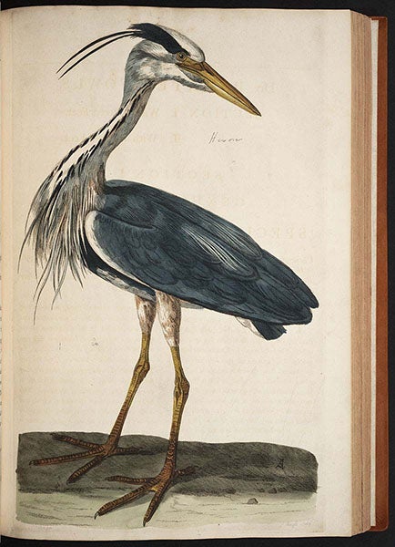 Heron, colored engraving by Peter Mazell after a drawing by Peter Paillou, in Thomas Pennant, British Zoology, 1766 (Linda Hall Library)