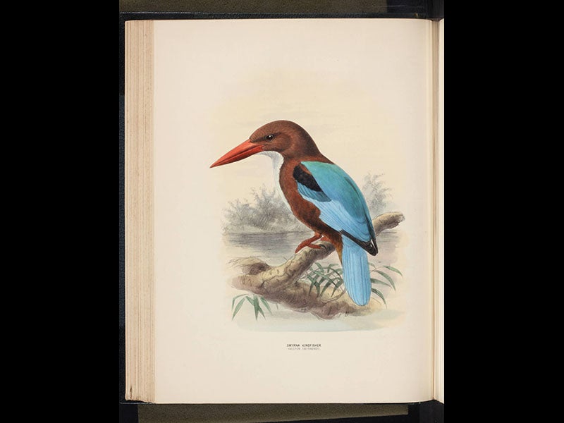 定価3.8万◆1871年ロンドン Henry Eeles Dresser「鳥類譜 定価3.8万◇1871年ロンドン Henry Eeles Dresser「鳥類譜