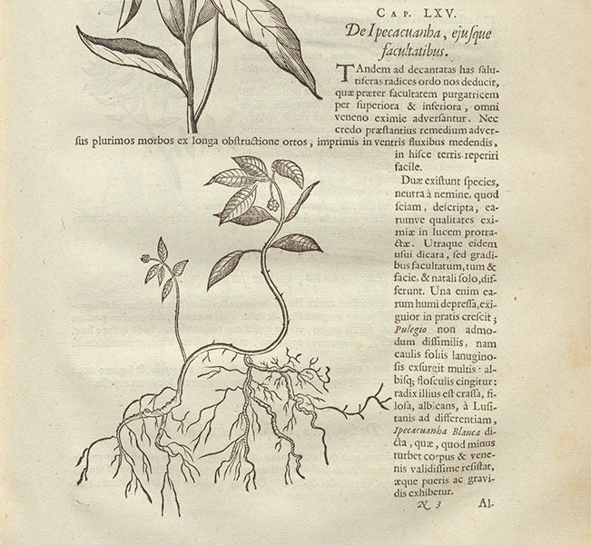 Ipecacuanha planet, an emetic, woodcut accompanying text by Willem Piso, in Historia naturalis Brasiliae, ed. by Johannes De Laet, 1648 (Linda Hall Library)