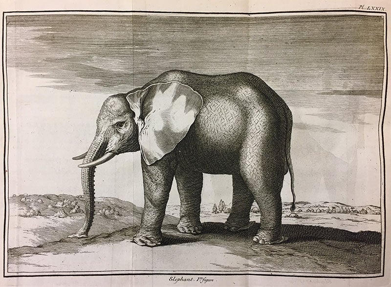 Elephant dissected by Joseph-Guichard Duverney in 1681, engraving, <i>Memoires pour servir à l'histoire naturelle des animaux</i>, 1733 (Linda Hall Library)